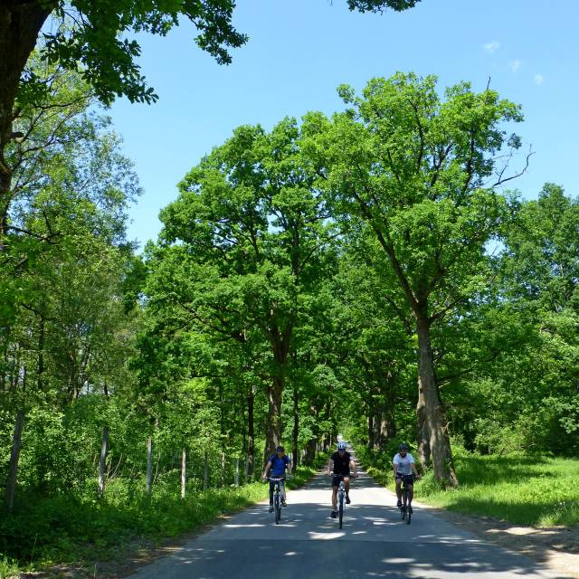 Przejazd aleją dębową w Uluczu, Autor: Anna Baran-Michalak