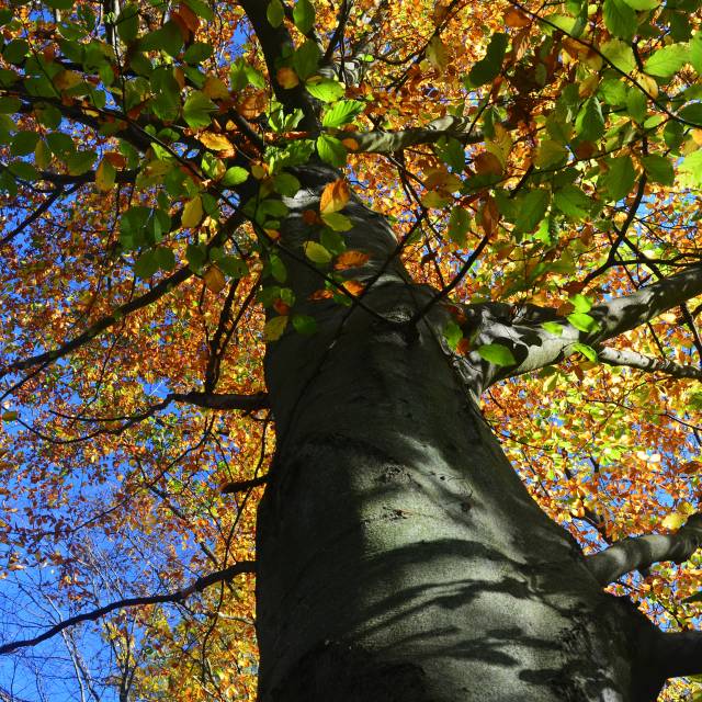 Park podworski w Babicach, Autor: Robert Kaszycki