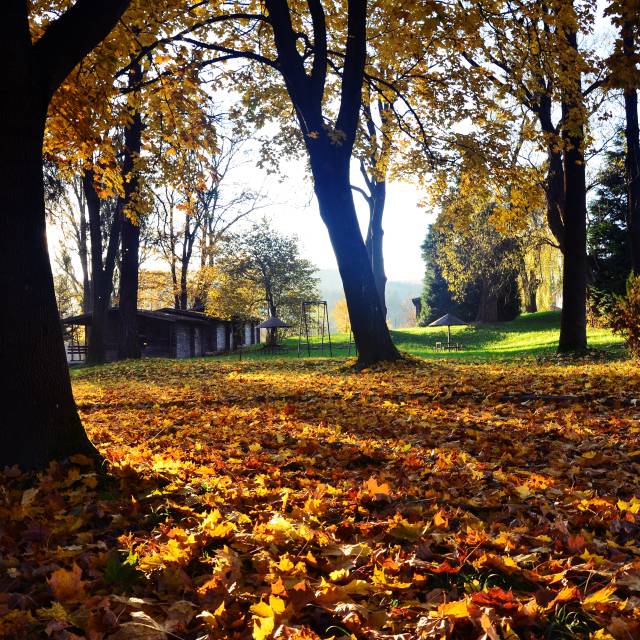 Park podworski w Babicach, Autor: Robert Kaszycki