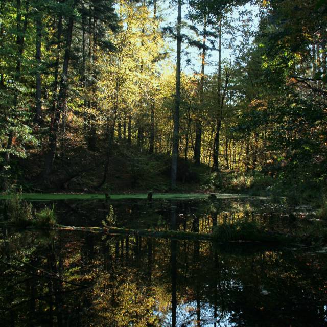 Mauzoleum Skrzyńskich "Dębina" w Bachórzu Autor: Przemysław Woźny