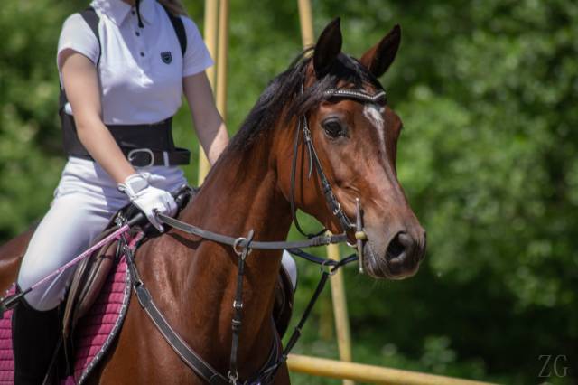 Zagroda Edukacyjna BOSKA DOLINA w Dylagówce