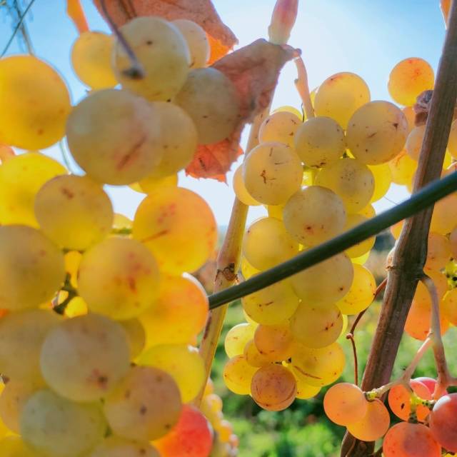 Przed zbiorem owoców na Winnicy, Autor: Fotografia pochodzi z FB Właścicieli