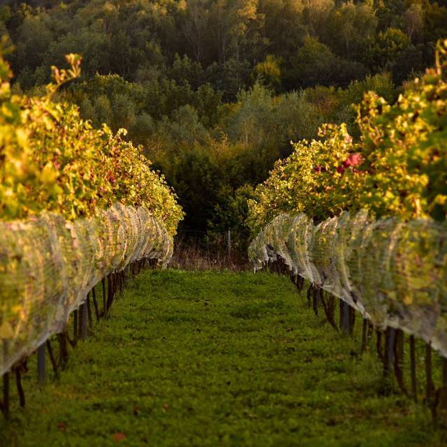 Przed zbiorem owoców na Winnicy,  Autor: Fotografia pochodzi z FB Właścicieli