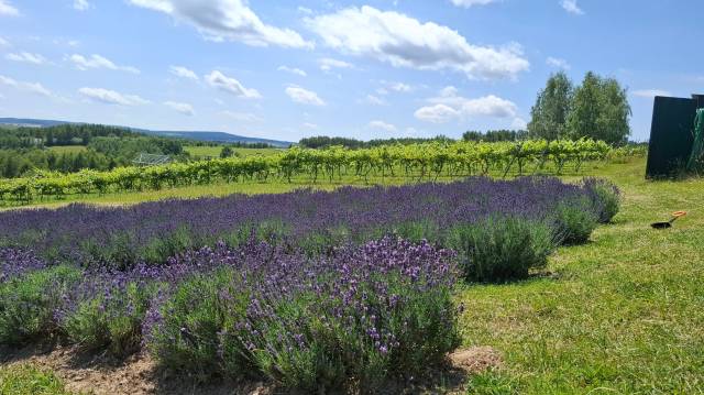 Winnica Lawendowa w Błażowej