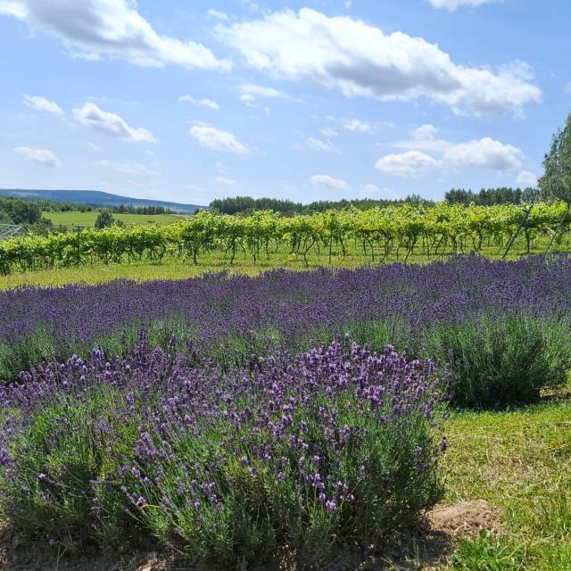 Plantacja lawendy, Autor: Fotografia pochodzi z FB Właścicieli