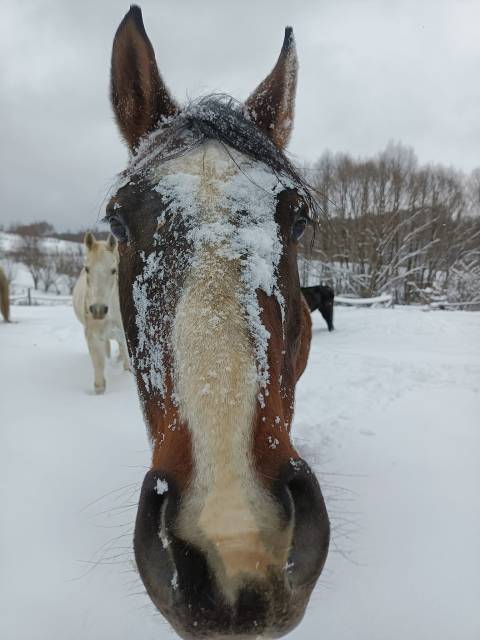 Rumak – Klub Jeździecki w Manasterzu