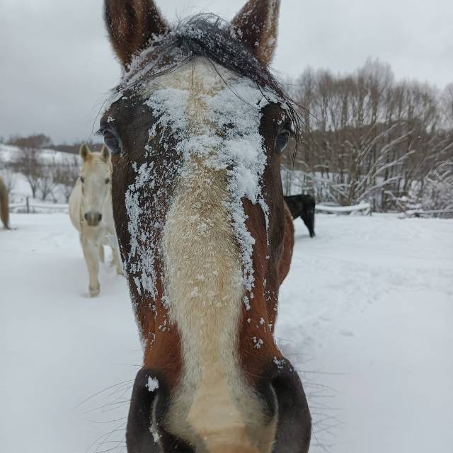 Rumak w Manasterzu, Autor: Fotografia pochodzi z FB Właścicieli obiektu