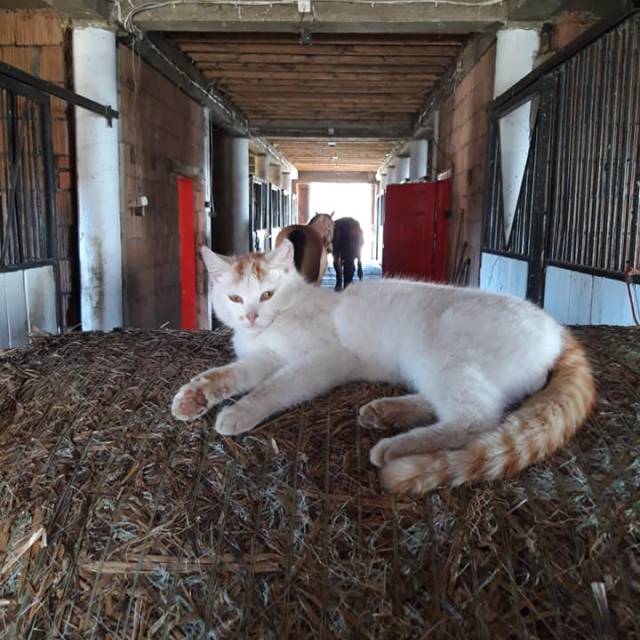 Rumak w Manasterzu, Autor: Fotografia pochodzi z FB Właścicieli obiektu