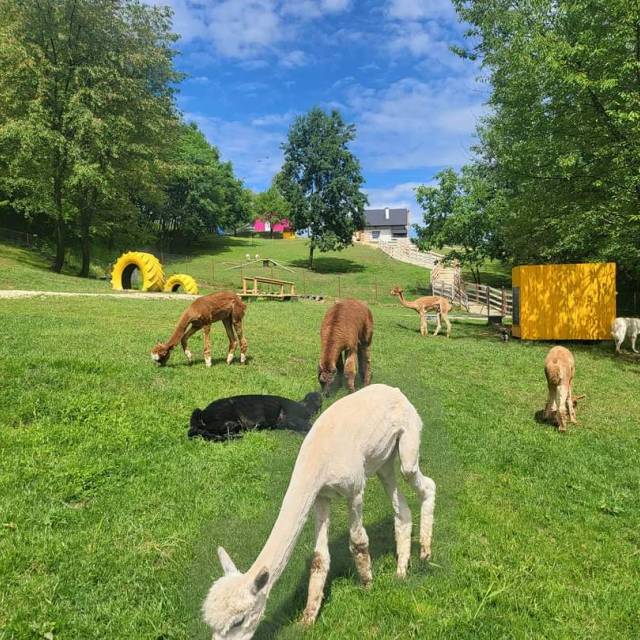 Na farmie w Jaworniku Polskim, Autor: Fotografia pochodzi z FB Właścicieli obiektu