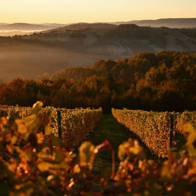 Winnica Piwnica PÓŁTORAK w Witryłowie, Autor: Fotografia pochodzi z FB Właścicieli obiektu