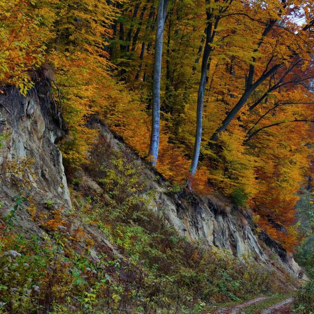 W rezerwacie "Kozigarb" jesienią Autor: Daniel Gąsecki