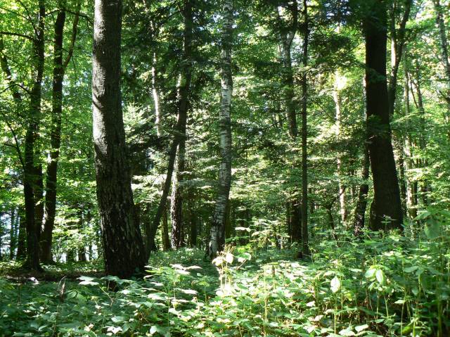 Rezerwat przyrody „Brzoza czarna” w Reczpolu