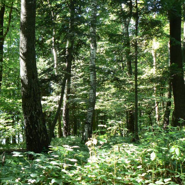 Brzoza czarna w rezerwacie Autor: Robert Kaszycki