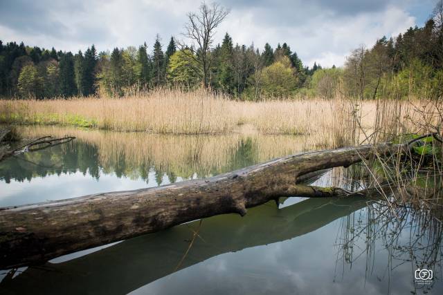 Rezerwat przyrody „Mójka” - Kąkolówka