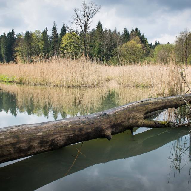 W rezerwacie Mójka, Autor: Jerzy Fil