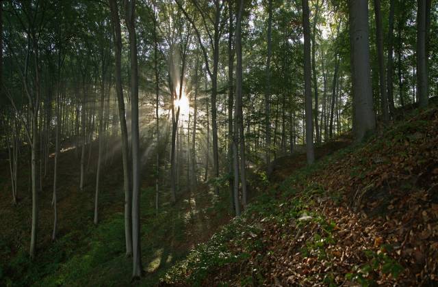 Rezerwat przyrody „Wilcze” - Kąkolówka