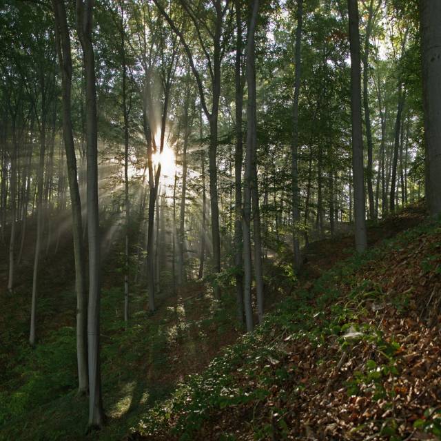 W rezerwacie WILCZE, Autor: Daniel Gąsecki