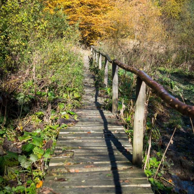 W rezerwacie Mójka, Autor: Jerzy Fil