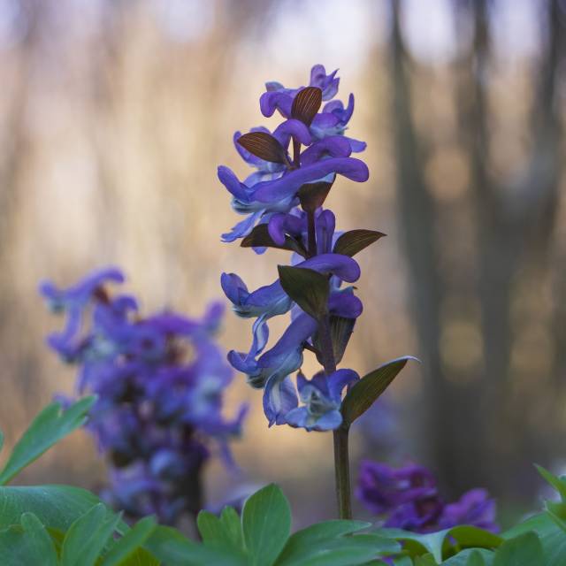 W rezerwacie WILCZE, Autor: Daniel Gąsecki