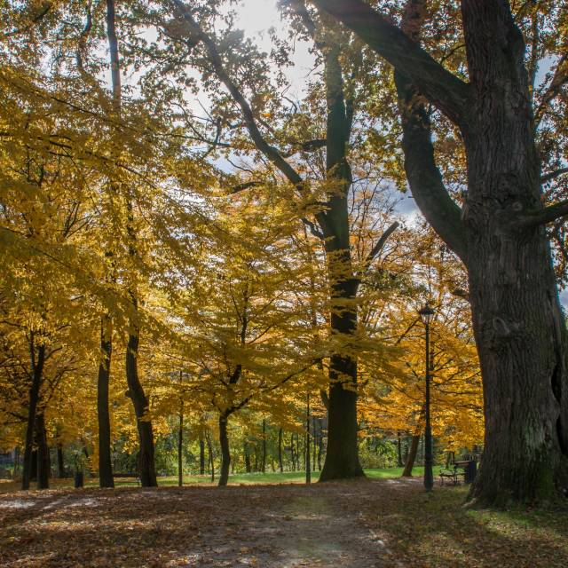 Park podworski w Dynowie, Autor: Daniel Gąsecki